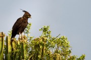 Long crested eagle